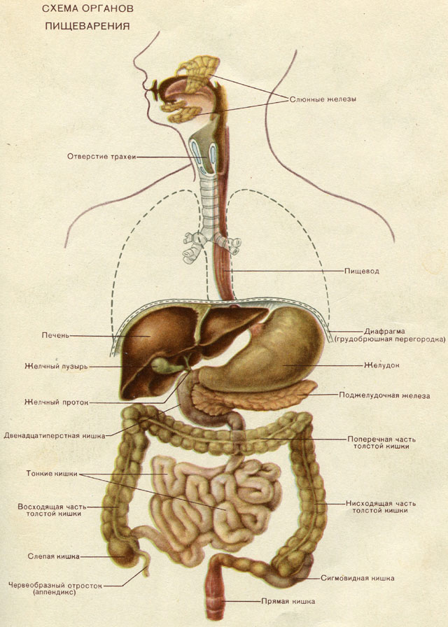 Пищеварительная система органы кратко. Строение пищеварительной системы человека. Система органов пищеварения человека анатомия. Пищеварительная система человека схема анатомия. Система органов пищеварения схема.